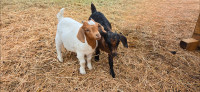 Boer/kiko goats