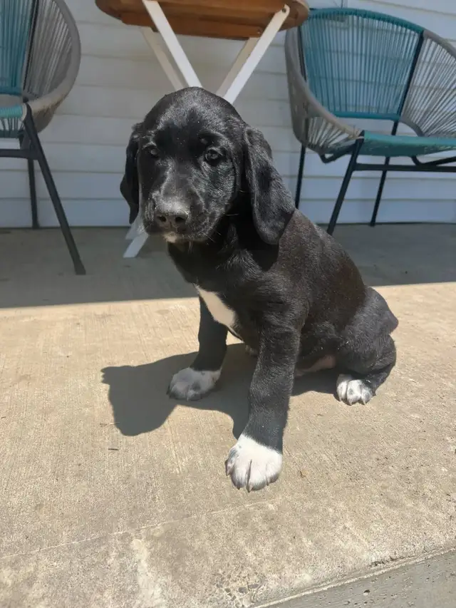Lab Mix puppies please call 705-995-5137 in Dogs & Puppies for Rehoming in Barrie - Image 6