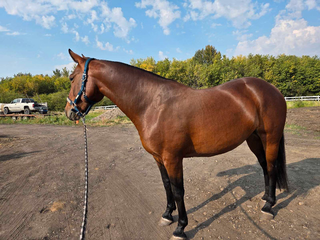 7 yr Warmblood mare in Horses & Ponies for Rehoming in Strathcona County - Image 4