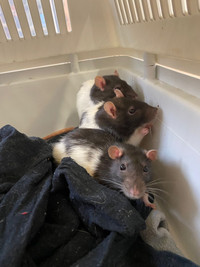 Friendly rats looking for loving family