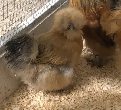 Poussins de poule Soyeuse à vendre, View more