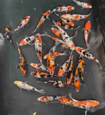 I have these Gosanke ( kohaku, sanke, showa) koi from Ooya koi farm, imported this winter. These tos...
