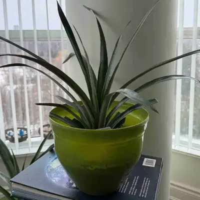 big zz plant for sale il ZZ Plant main image 0