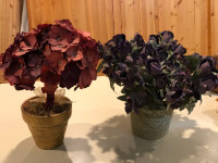 Dried Flowers in Pots