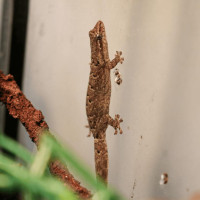 Baby Mourning Geckos! (World's CUTEST Geckos)