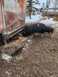 Berkshire x feeder pigs