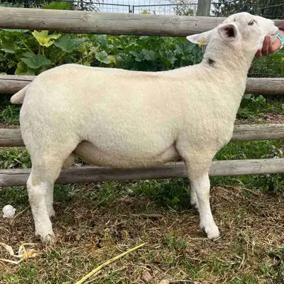 Texel ram lamb, View more