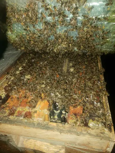 honey bees Nucs, View more