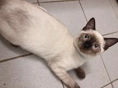 Siamese male Max rehome, View more