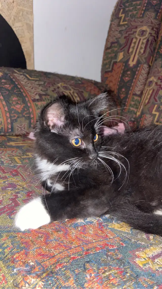 Chaton noir et blanc in Cats & Kittens for Rehoming in Saint-Hyacinthe - Image 11