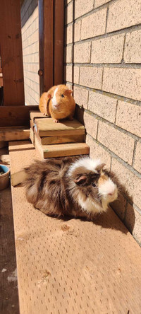 2 male guinea pig