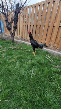 indian/shamo rooster