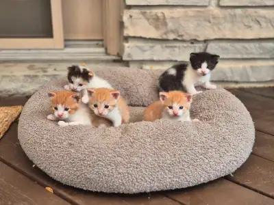 Kittens looking for home!, View more