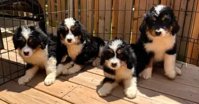 F1 medium Bernedoodle puppies, View more