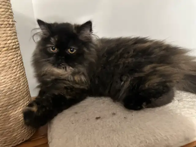 chaton persan femelle in Cats & Kittens for Rehoming in Lévis - Image 9