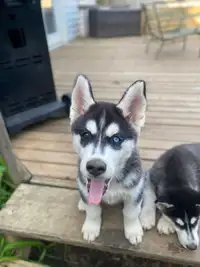 2 Male Husky Puppies - Available Now