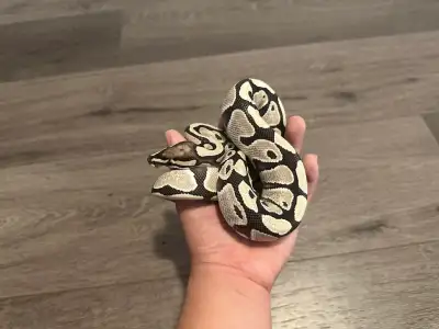 DG het cryptic ball python, healthy and eats per week, pick up waterdown, if ur interested plz sent...
