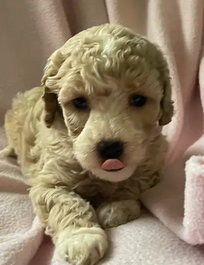 Beautiful cockapoo puppies, View more