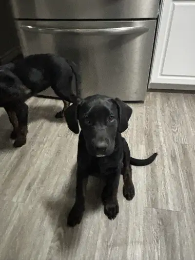 Dogs for re homing, View more