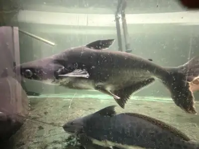Large 25” iridescent Shark for sale, View more