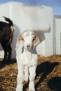 Male Nubian/Boer Baby Goats 