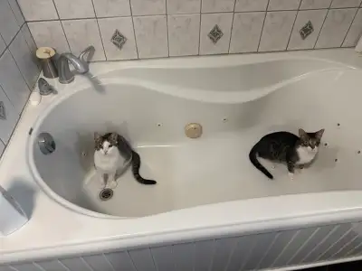 sisters looking for a home - spayed , View more