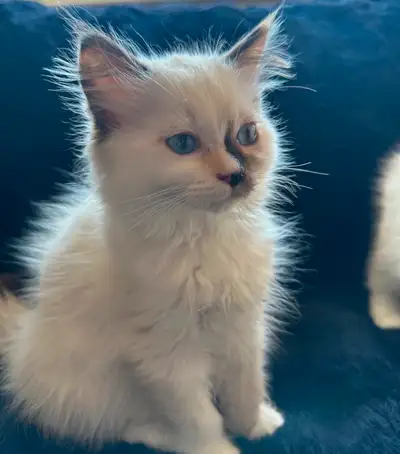 Purebred Ragdoll Kittens, View more