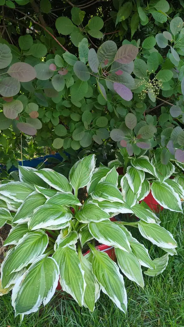 Hosta perennial plants in Basketball in City of Toronto - Image 2