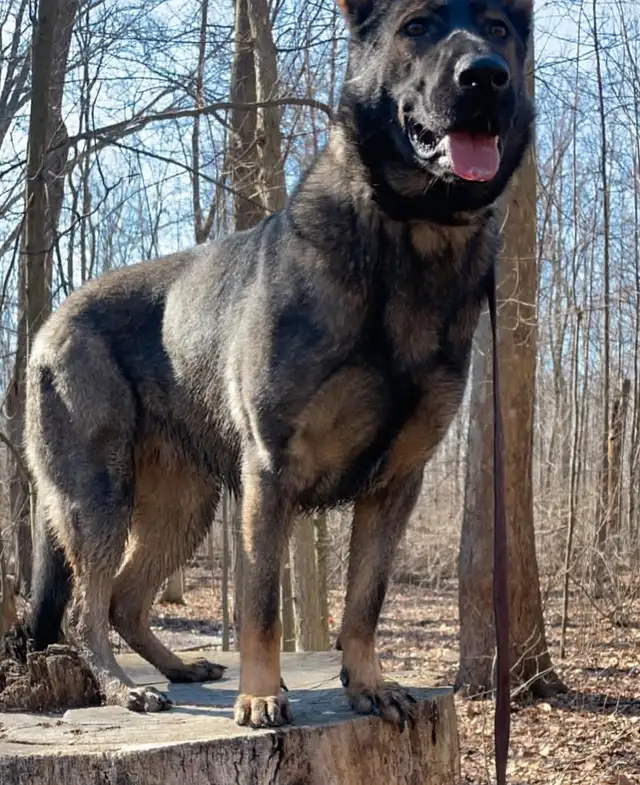 German Shepherd Puppies!!!! in Dogs & Puppies for Rehoming in Windsor Region - Image 7