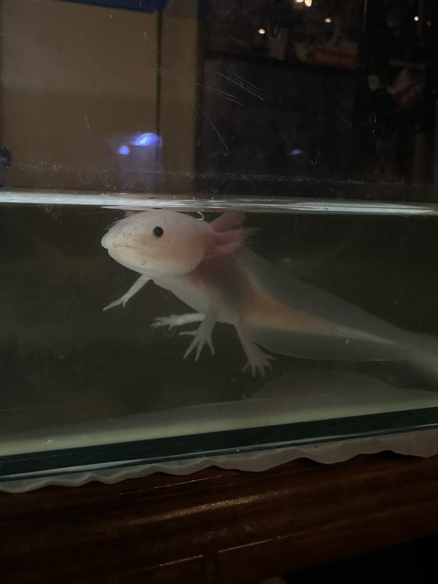 Accepting offers, Baby Axolotl for sale Axolotls Reptiles