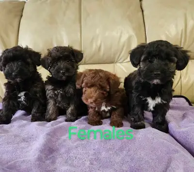 Schnauzer mini poodle puppies, View more
