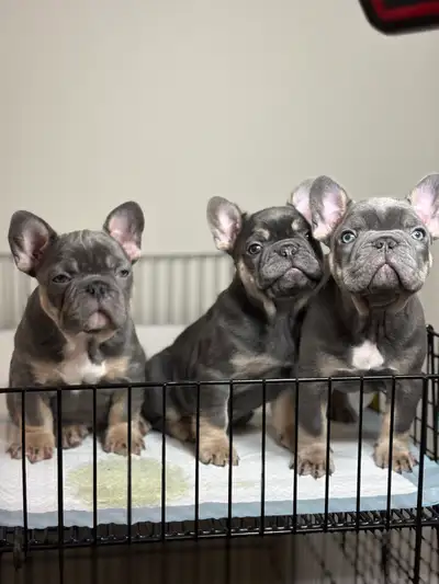 Top Quality French bulldog puppies, View more