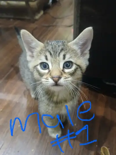 male kittens for sale , View more