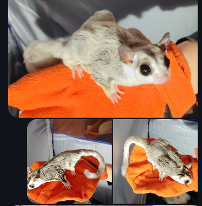 Young proven pair together with habitat reserving for April!!!!, View more