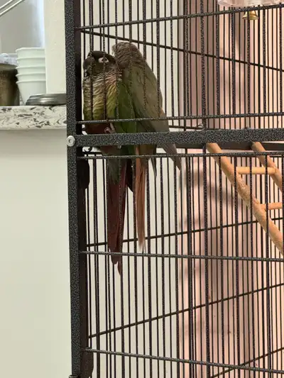 birds looking for a new home, View more