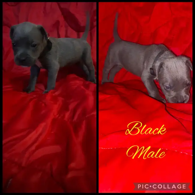 Bullmastiff X GSP in Dogs & Puppies for Rehoming in Moncton - Image 4