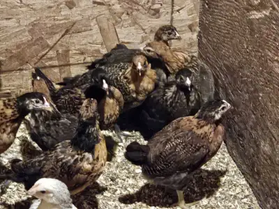 Ameraucana chick chicken, View more
