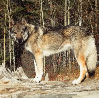 German Shepherd x Alaskan Husky, View more