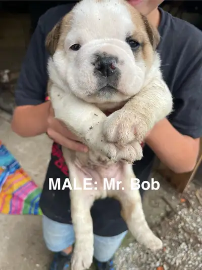 BULLDOG PUPPIES, View more