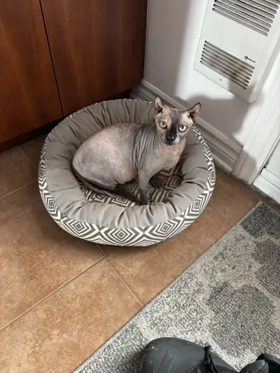 chatte sphinx, View more