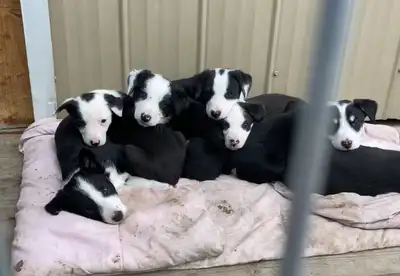 Dad is Purebred Border Collie, Mom is Border Collie X Hanging Tree. Both are great working dogs. Pup...