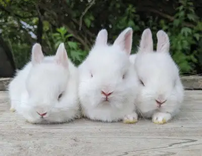 baby Netherland dwarves, View more