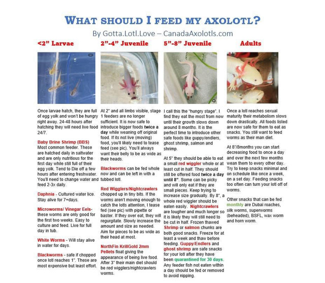REAL Reputable Axolotl Breeder dans Reptiles et amphibiens à adopter  à Chibougamau / Nord-du-Québec - Image 2