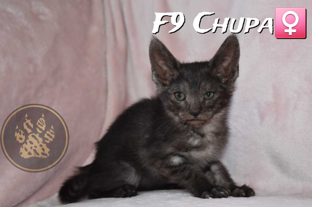F2-F8-F9 Savannah kittens Tica Registered in Cats & Kittens for Rehoming in Kelowna - Image 4