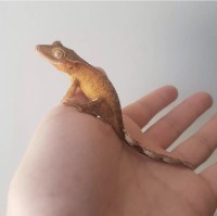 Give this crested gecko a home!