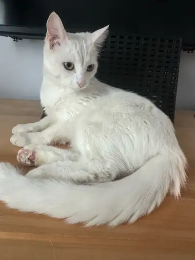 Chaton femelle née en septembre 2024 se nommant Blanche cherche une bonne famille pour la vie. Elle...