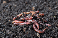 Composting worms (Red Wigglers)