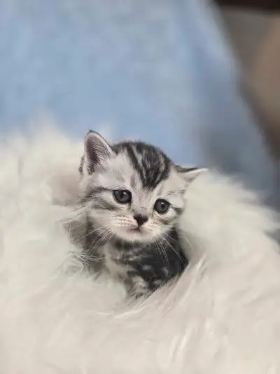 TICA registered Scottish fold kittens, View more