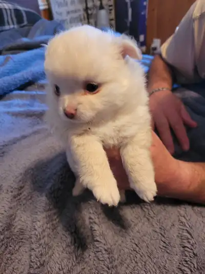 jolie petit chihuahua et poméranien, View more