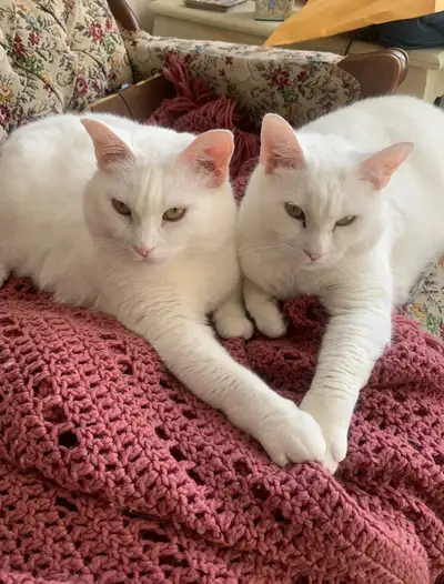 Bonded pair needing rehoming, View more
